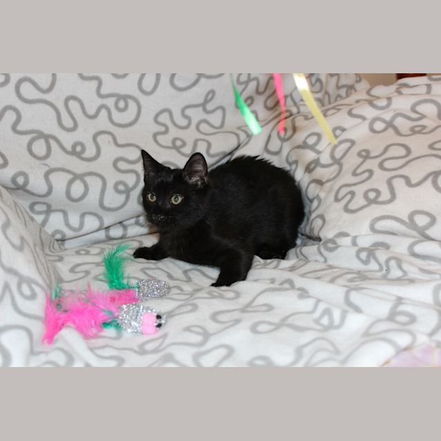 Photo of Charcoal **Adoption Day**