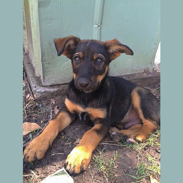 Photo of Ace
