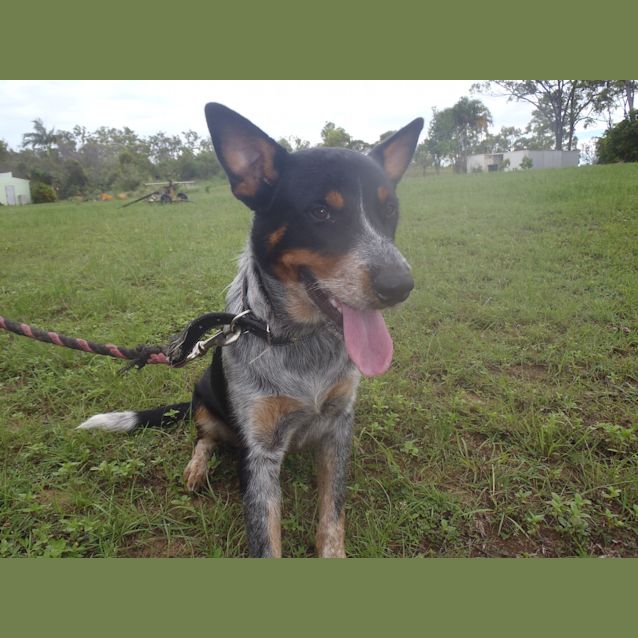 Photo of Scully (Adoption Pending)