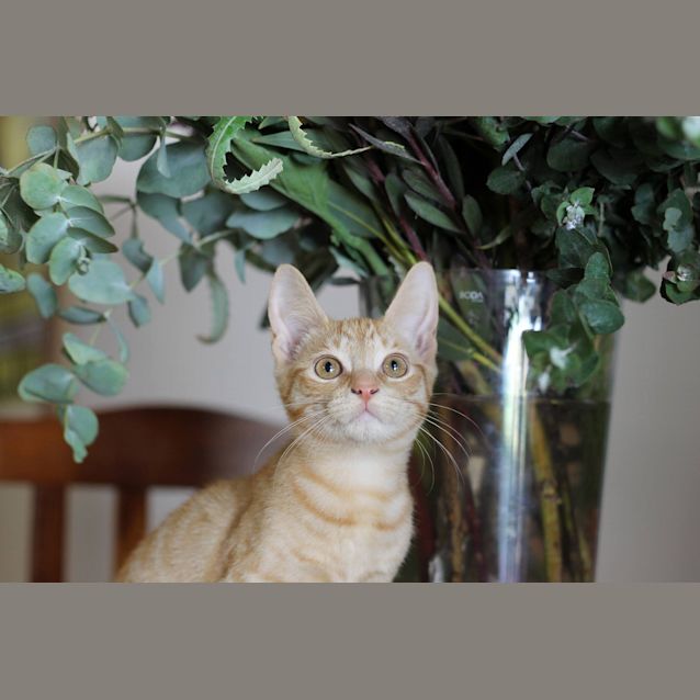 Photo of Ra