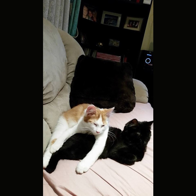 Photo of Adorable Samson