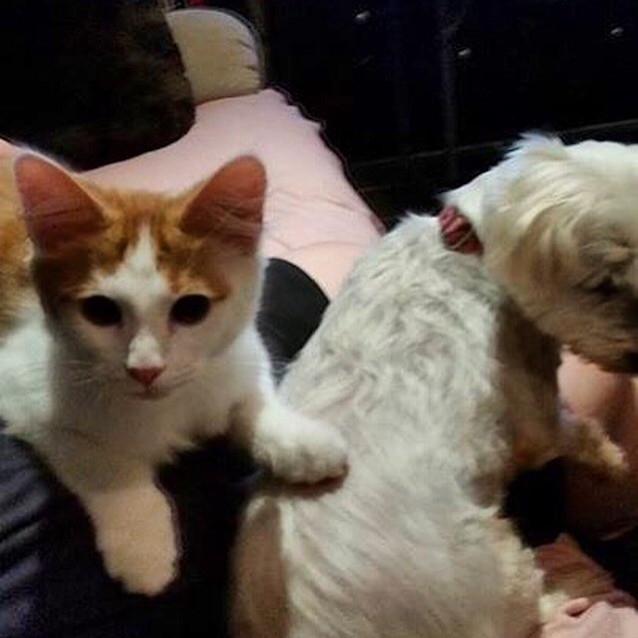 Photo of Adorable Samson