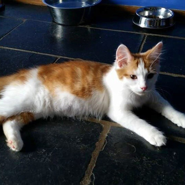 Photo of Adorable Samson