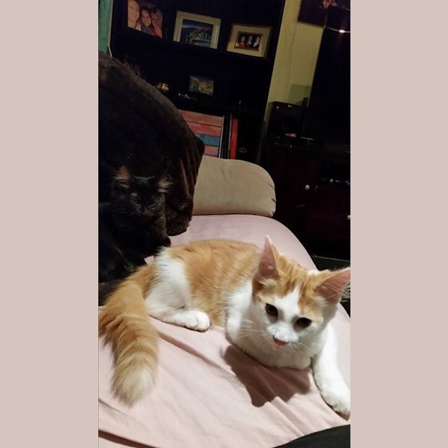 Photo of Adorable Samson