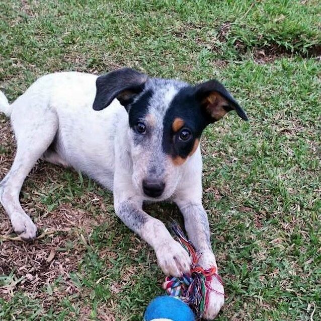 Photo of Bindi *Cat Friendly*