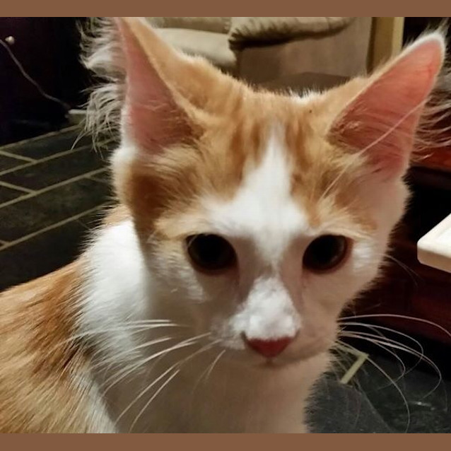 Photo of Adorable Samson