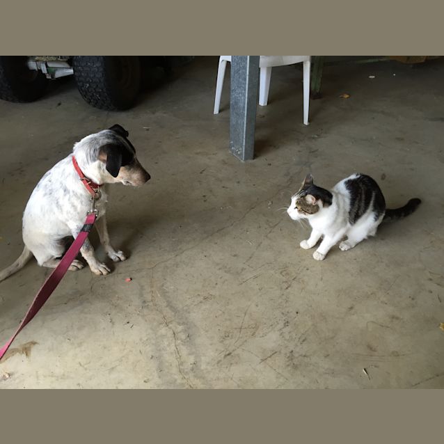 Photo of Bindi *Cat Friendly*