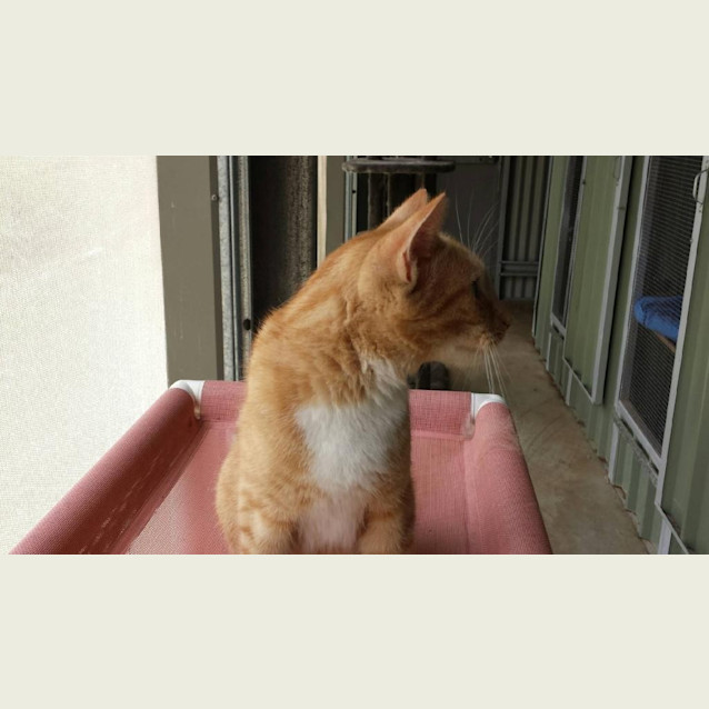 Photo of Ginger Rogers