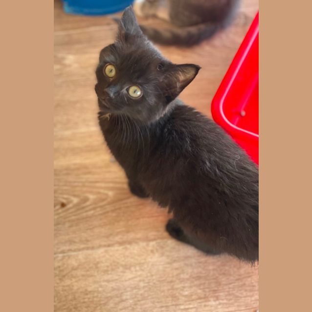 Photo of Shadow