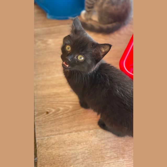 Photo of Shadow