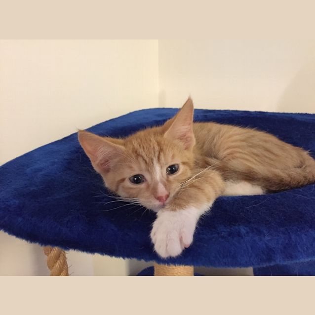 Photo of Hercules  
