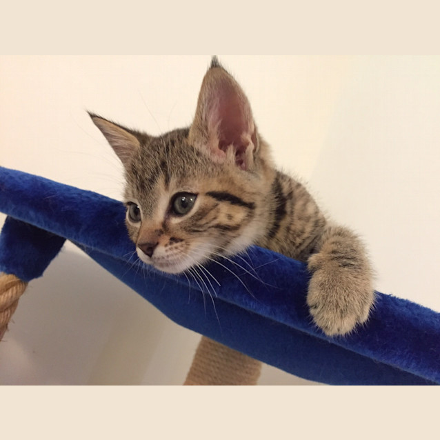 Photo of Tiger Lily