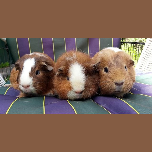 Photo of Bella, Daphine And Charlotte
