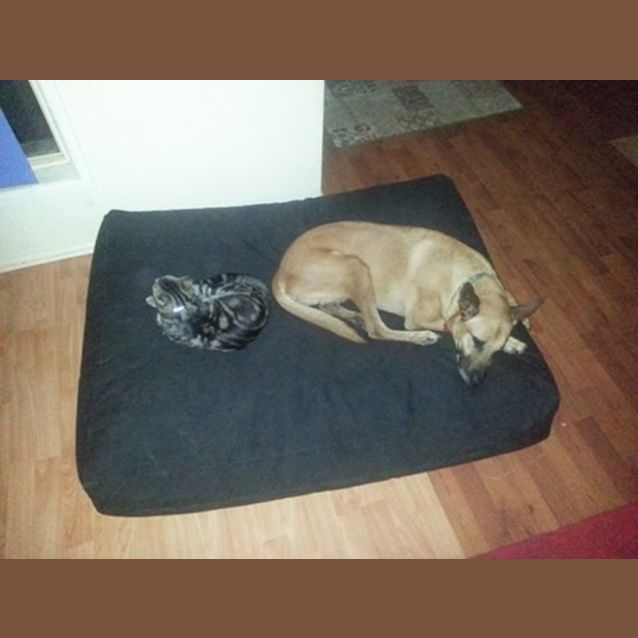 Photo of Molly Brown (At Rspca Big Adopt Day Sept 19 Bris)