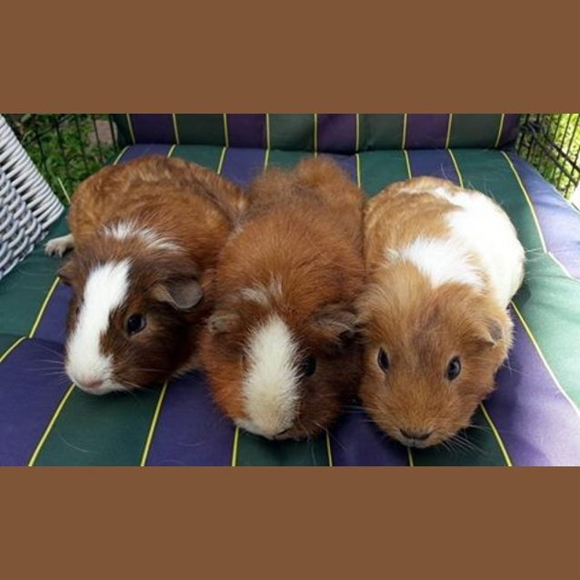 Photo of Bella, Daphine And Charlotte