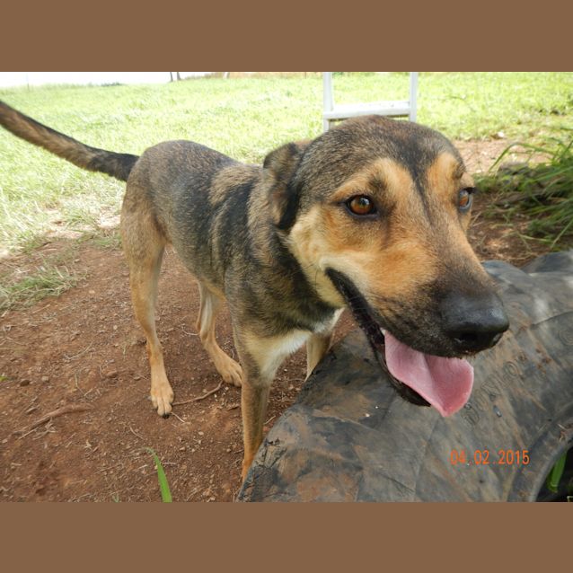 Photo of Bruno (Adoption Pending)