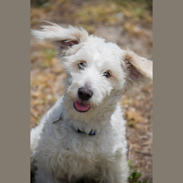 Photo of Snowy Ed0012 