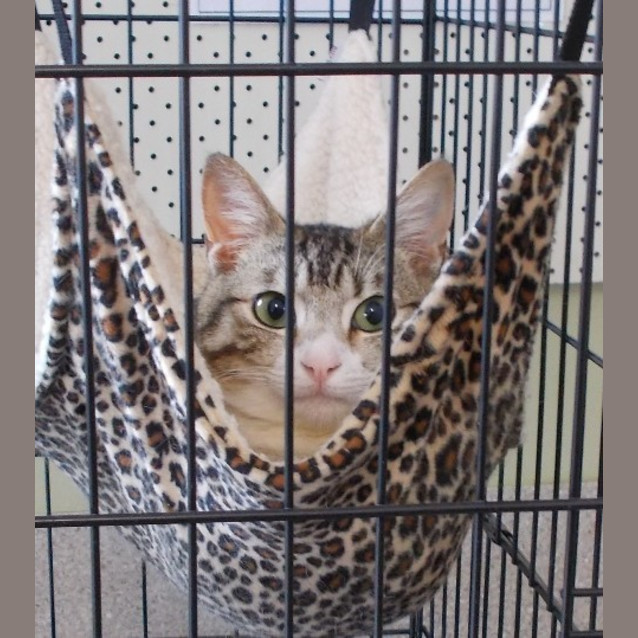 Photo of Ozzie