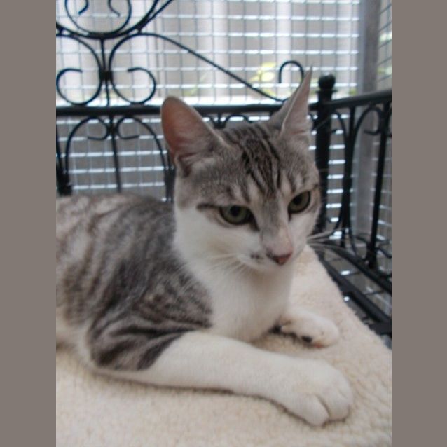 Photo of Lynx