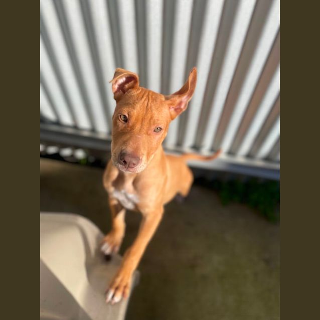 Photo of Polly