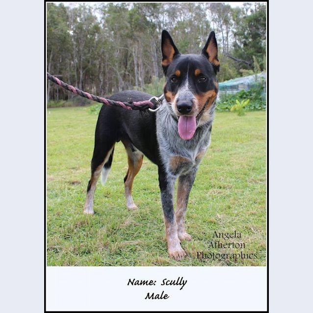 Photo of Scully (Adoption Pending)