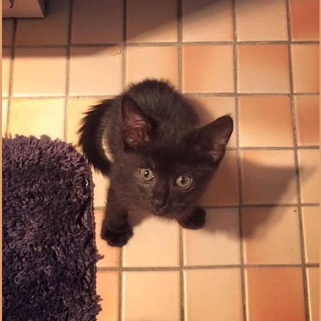 Photo of Saffron: Super Affectionate An Tiny Female Kitten!