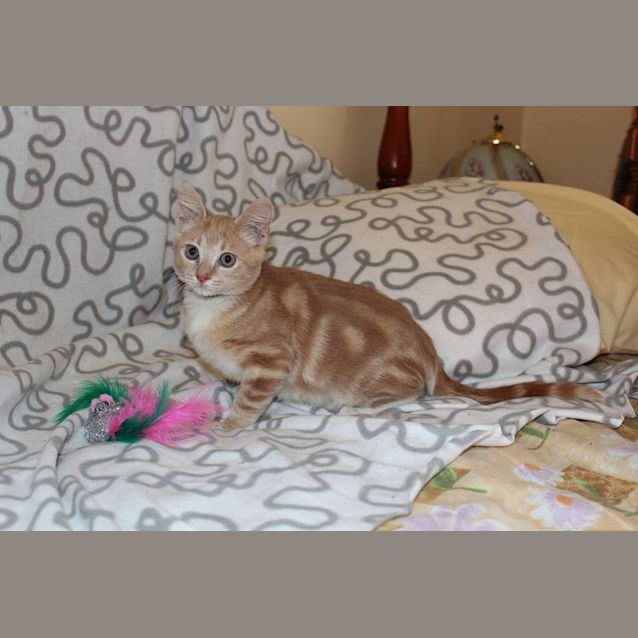 Photo of Bailey ** Adoption Day **