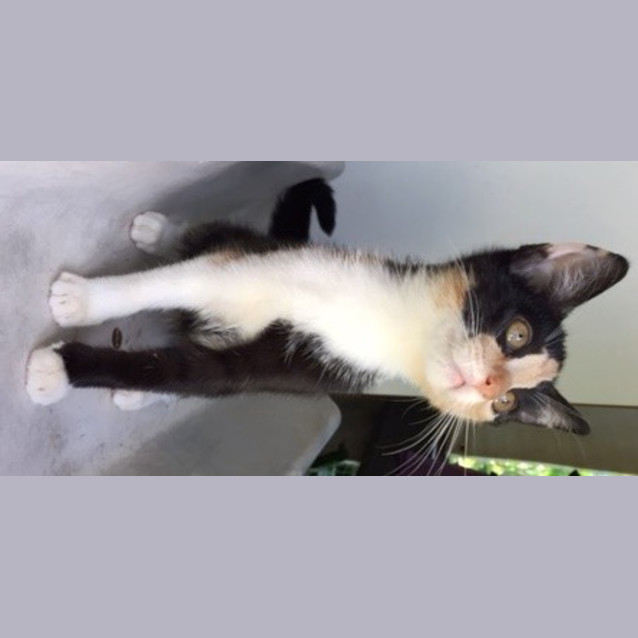 Photo of Pootle