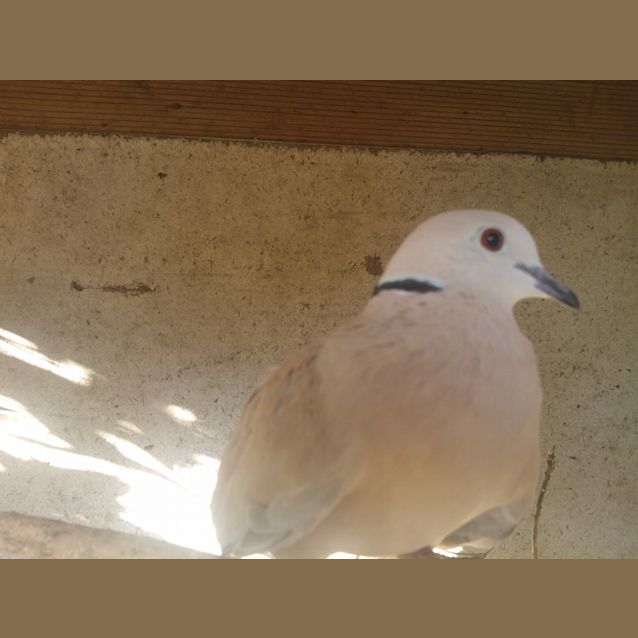 Photo of Penelope, Cassandra, Juliet, Julius, Augustus 