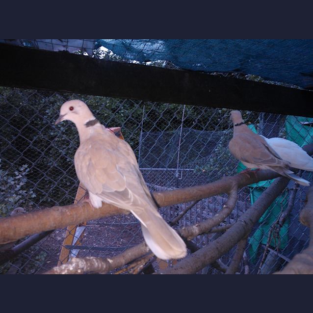 Photo of Penelope, Cassandra, Juliet, Julius, Augustus 