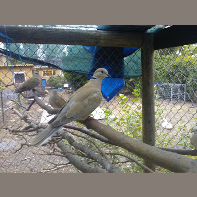 Photo of Penelope, Cassandra, Juliet, Julius, Augustus 