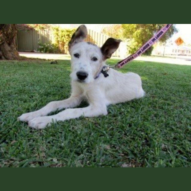 Photo of Gem *On Trial In Her New Home*