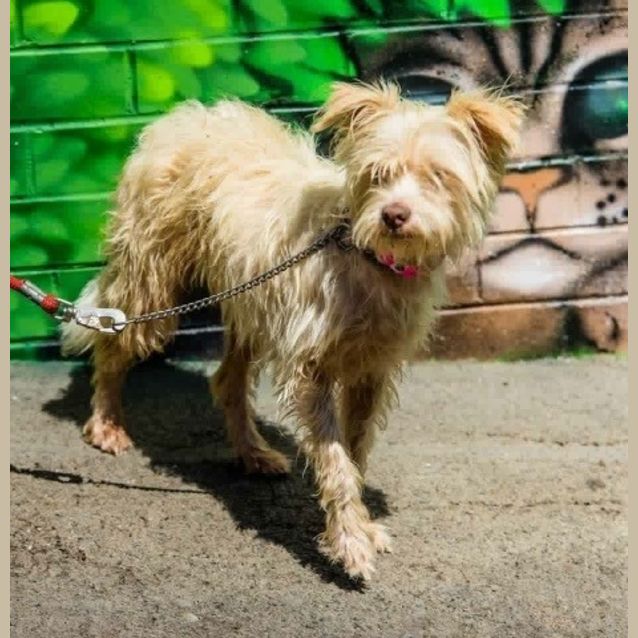 Photo of Brandy ** A Divine Little Girl **
