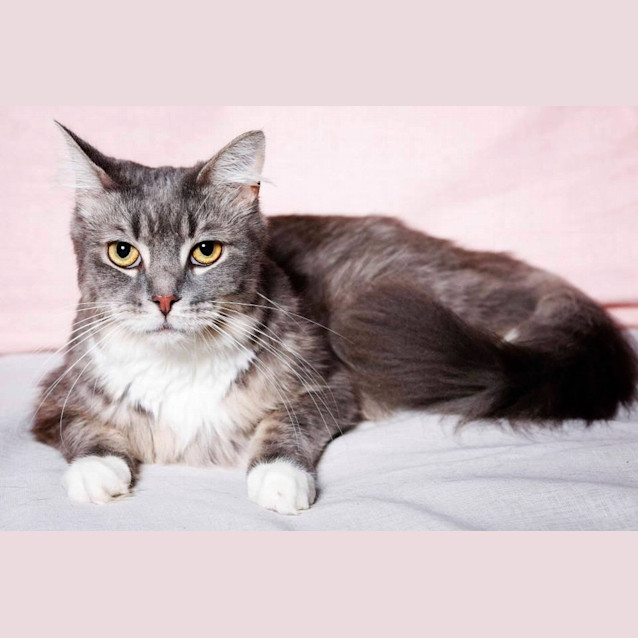 Photo of Minimum Mayhem