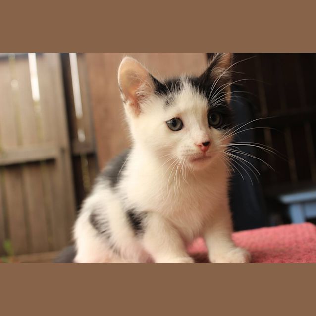 Photo of Fergus