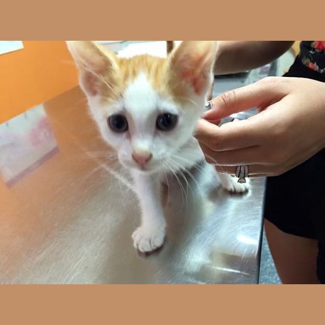 Photo of Blue Eyed,  Oriental X Male Kitten: Chili!