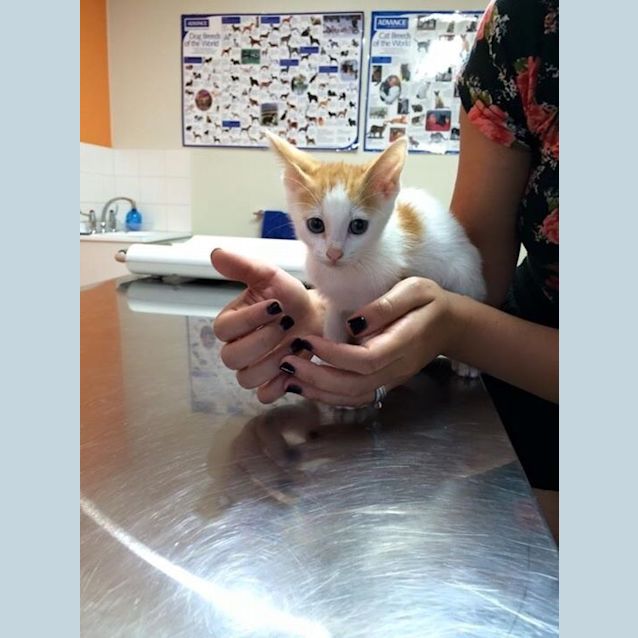 Photo of Blue Eyed,  Oriental X Male Kitten: Chili!