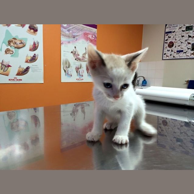 Photo of Nutmeg 8week Old Kitten