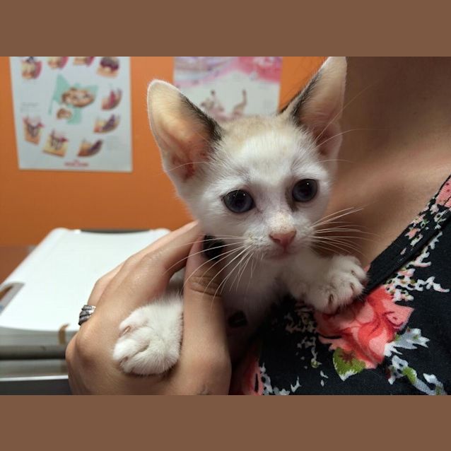 Photo of Nutmeg 8week Old Kitten