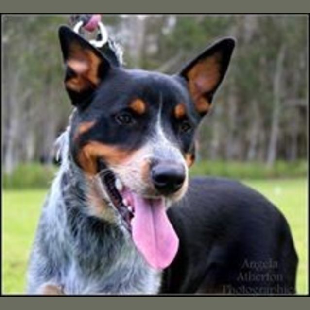 Photo of Scully (Adoption Pending)