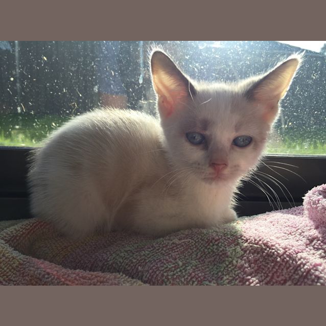 Photo of Butterscotch 8weeks Old 