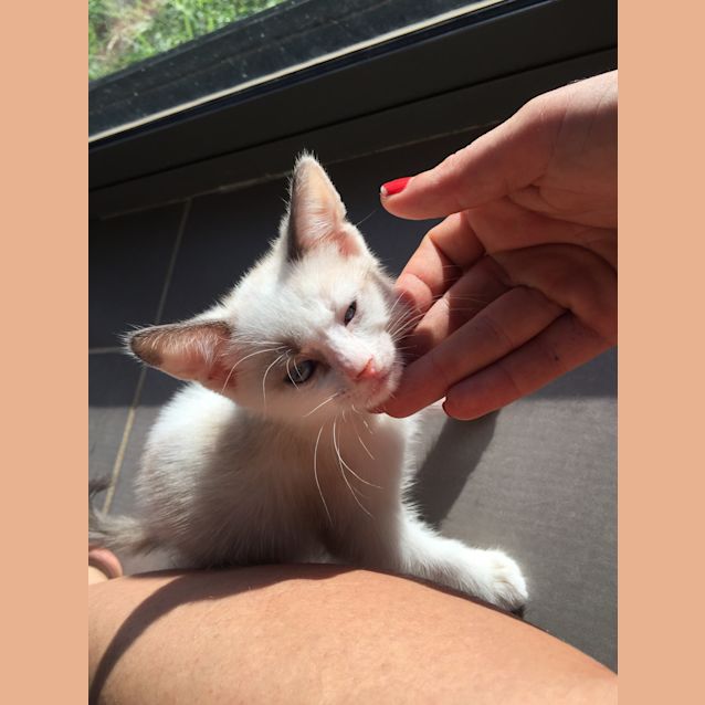 Photo of Butterscotch 8weeks Old 