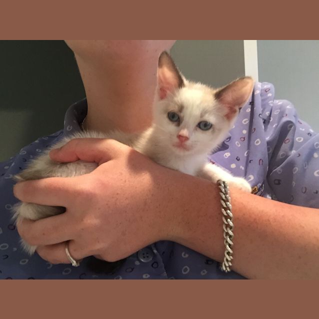 Photo of Butterscotch 8weeks Old 