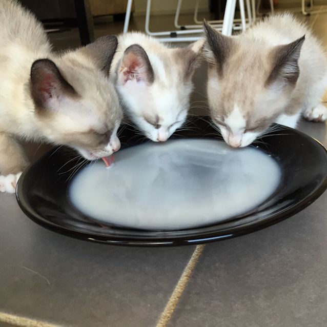 Photo of Butterscotch 8weeks Old 