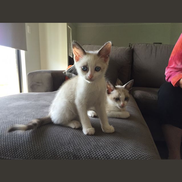 Photo of Butterscotch 8weeks Old 