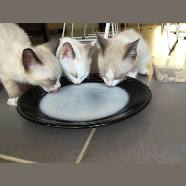 Photo of Butterscotch 8weeks Old 