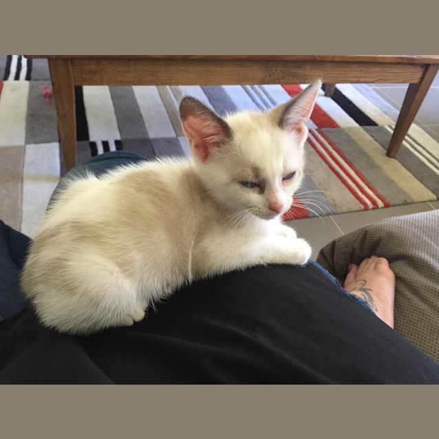 Photo of Butterscotch 8weeks Old 