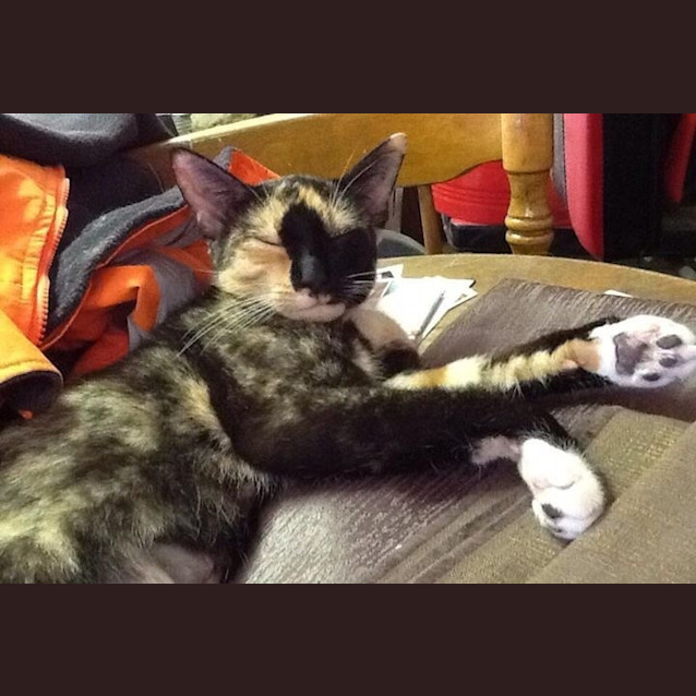 Photo of Cinnamon *Dog Friendly