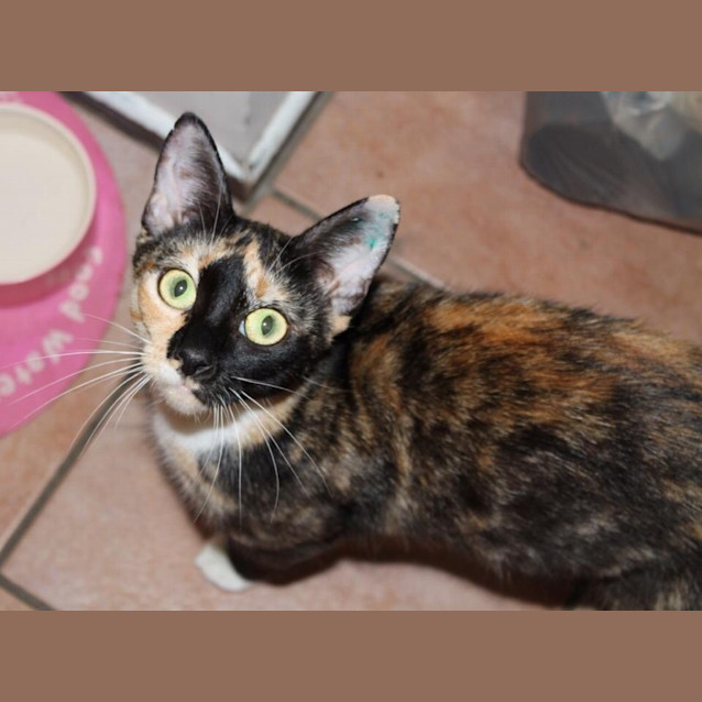 Photo of Cinnamon *Dog Friendly