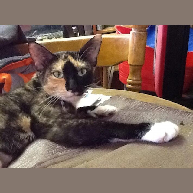 Photo of Cinnamon *Dog Friendly